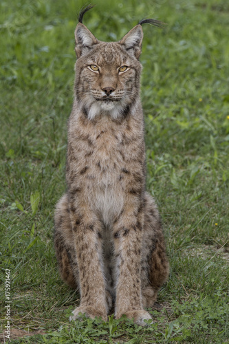 Lynx Pardinus © Iker Lobo 