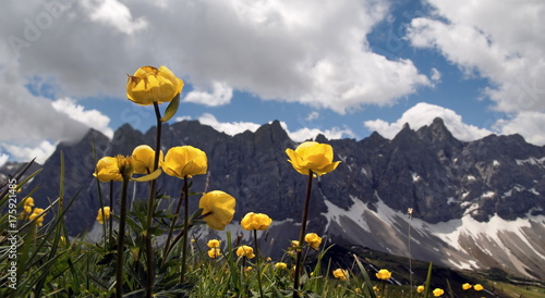 Foto Drollblumen im Karwendel