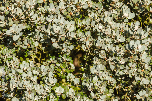 Ramas con hojas de encina, carrasca. Quercus ilex.
