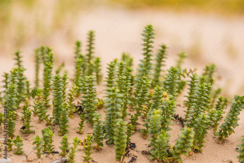 A small, bright seaside plants growing in the sand. Beach scenery with local flora. A beautiful, colorful close up of a seaside plants. A small, bright seaside plants growing in the sand. Beach scenery with local flora. A beautiful, colorful close up of a seaside plants.