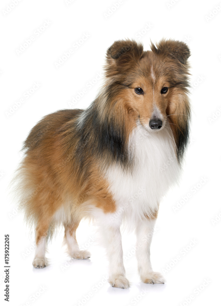 young shetland dog young shetland dog