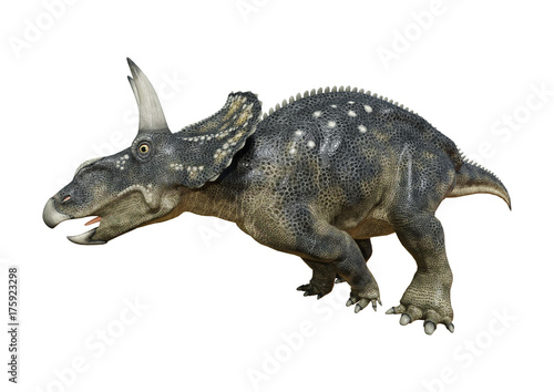 3D Rendering Dinosaur Diceratops on White