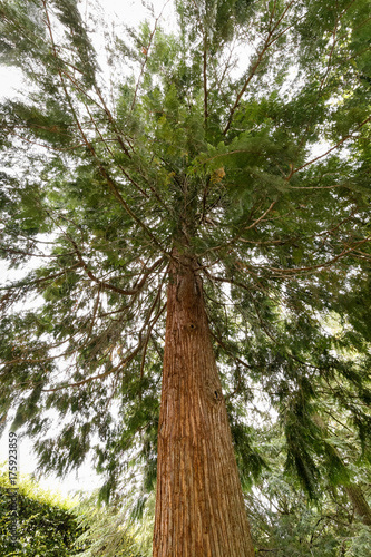 Echte Sumpfzypresse (Taxodium distichum) photo