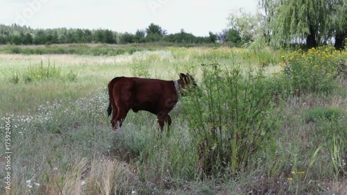 Red calf tied to a chain grazing in a meadow on summer day photo