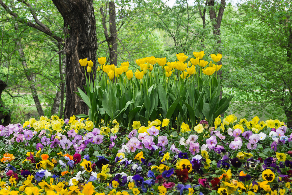 Flowerbed of tulips and pancies in the old Park. Flowerbed of tulips and pancies in the old Park.