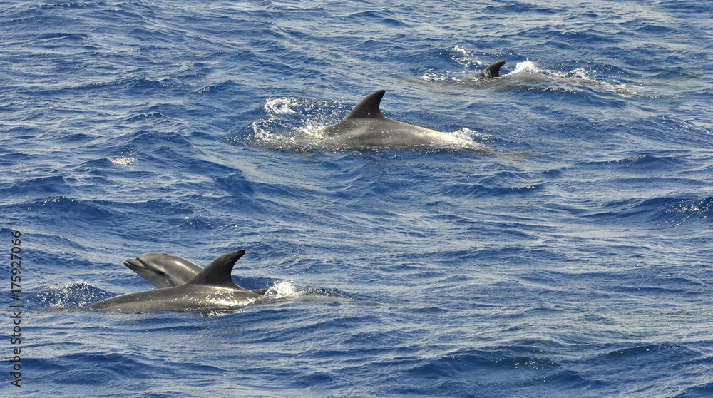 Fototapeta premium Delfines en el Estrecho de Gibraltar