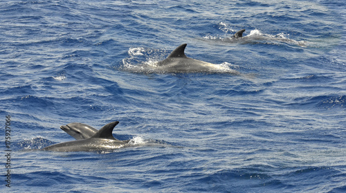 Delfines en el Estrecho de Gibraltar © full image