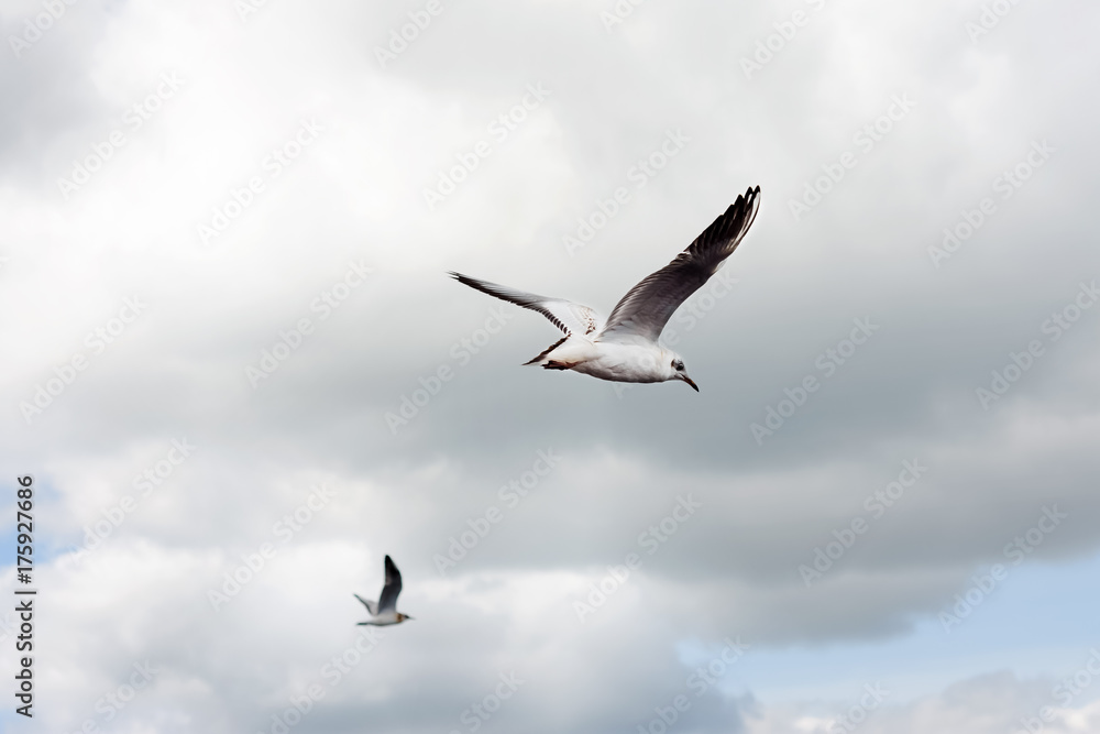 white seagull on blue sky background white seagull on blue sky background