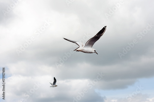 white seagull on blue sky background
