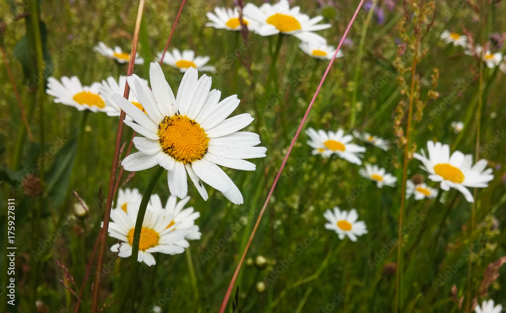 Fototapeta premium daisies in the field