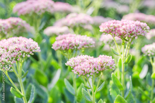 Beautiful decorative garden Sedum Flowers or stonecrop ( lat. sedum spectabile)  blossoming at autumn. Flower card background