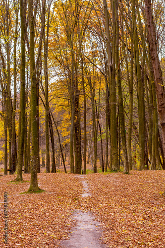 Fototapeta Naklejka Na Ścianę i Meble -  Photo of orange autumn forest with leaves and road