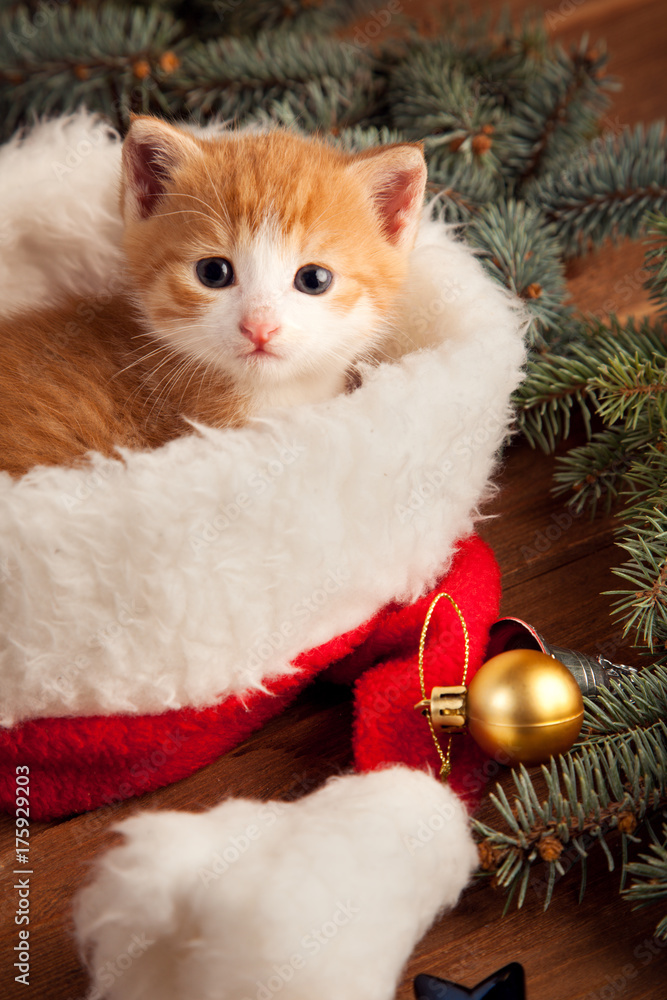 ginger kitten in santa hat against the background of a Christmas tree ginger kitten in santa hat against the background of a Christmas tree