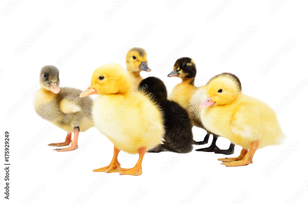 Group of little cute ducklings, standing together, isolated on white background
