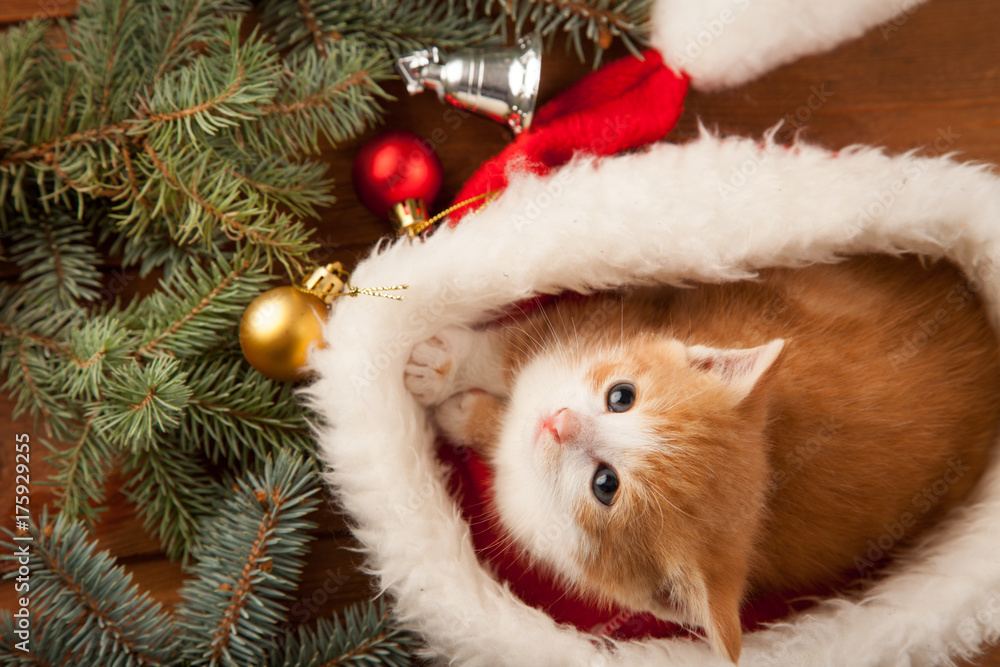 ginger kitten in santa hat against the background of a Christmas tree ginger kitten in santa hat against the background of a Christmas tree