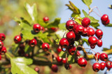 Hawthorn berries on a green branch