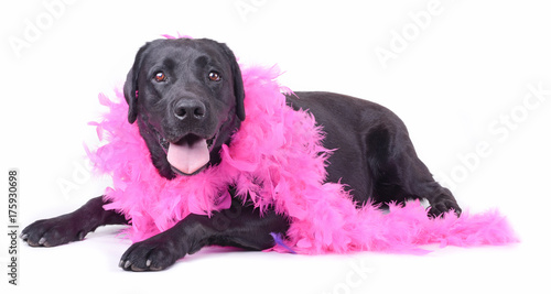 labrador retriever in front of white background studio isolated