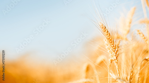 Tablou canvas Photo of wheat spikelets in field