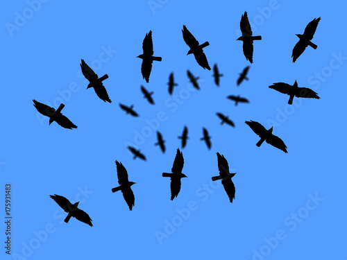Twenty four crows flying