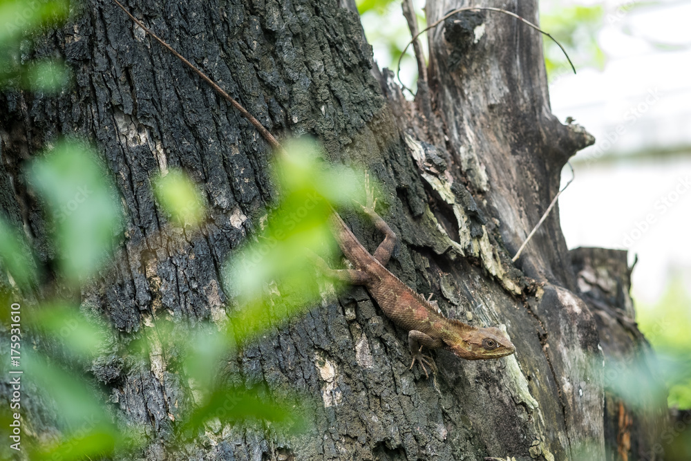 Fototapeta premium chameleon