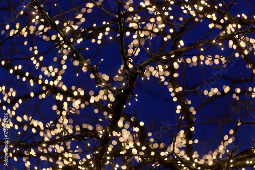 Branches with Christmas lights