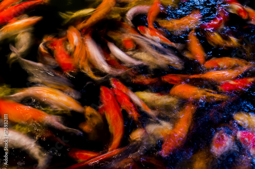 Motion blur beautiful background carp swimming in pond. Abstract colorful background.