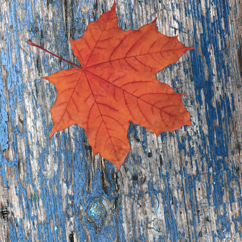 red dry maple autumn leaf