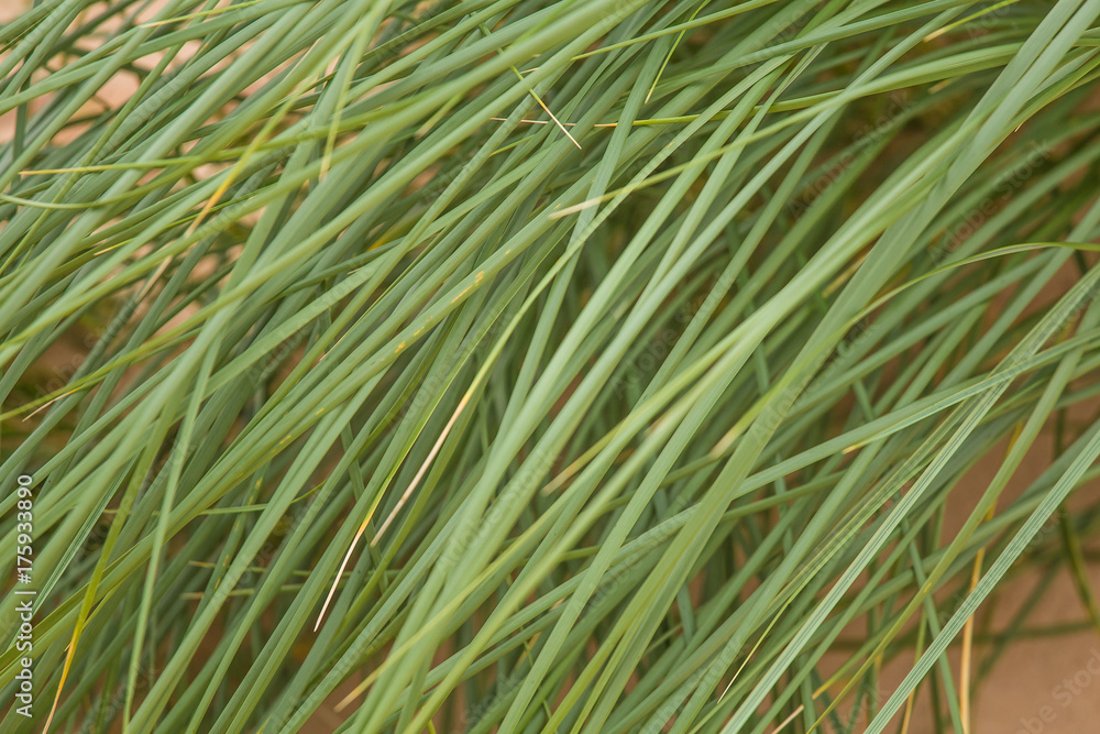 A green seaside grass growing in the sand. Beautiful beach flora in the wind. Sea shore scenery with plants. A green seaside grass growing in the sand. Beautiful beach flora in the wind. Sea shore scenery with plants.