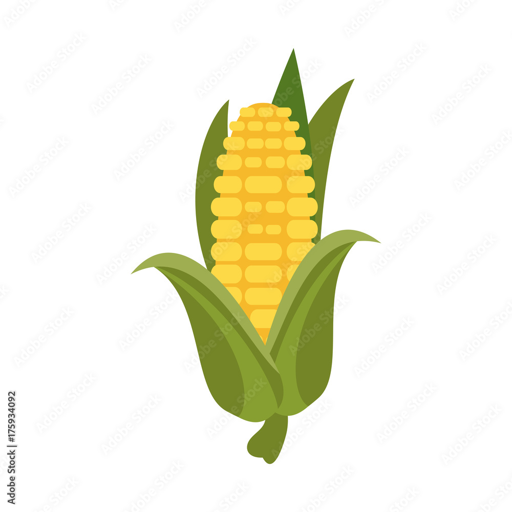 Obraz premium corn knob vegetable icon image vector illustration design 