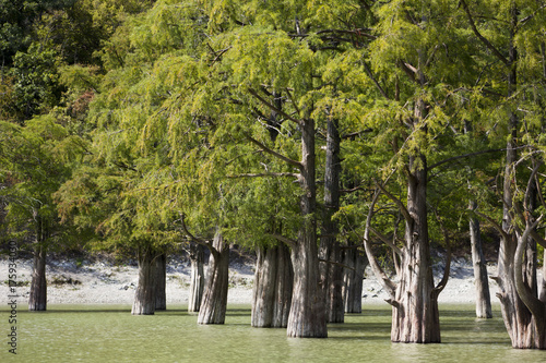 roots of cypress tree photo