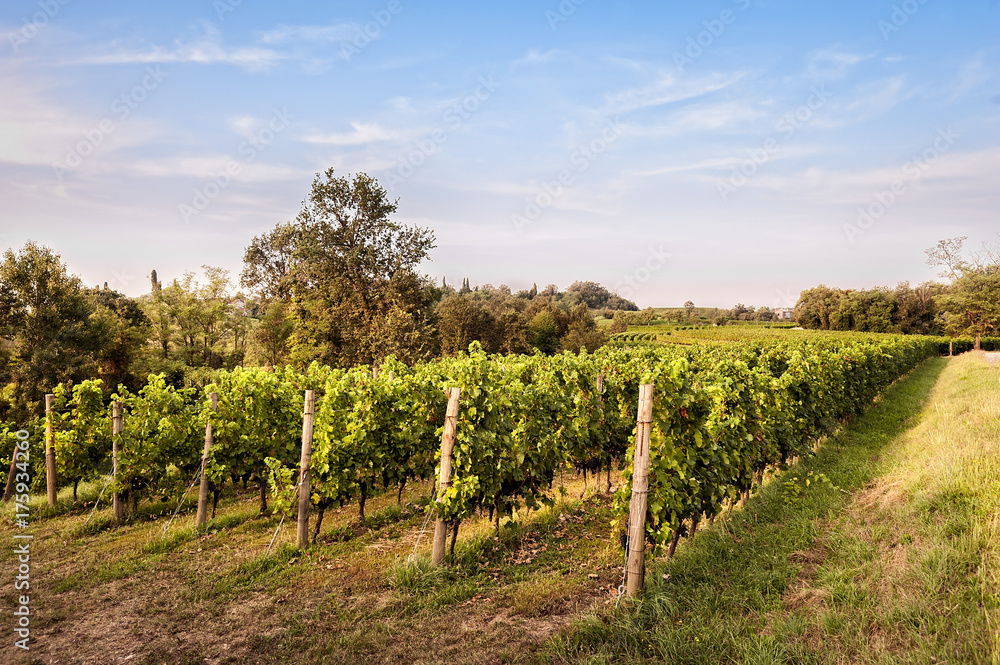 Countryside landscape with vineyard.