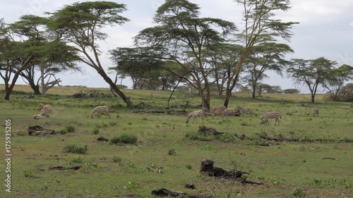 A Herd Of Zebras In A Field, One Falls Back On The Ground And Starts To Itch 4k