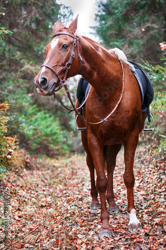 chestnut horse in autumn forest © Ксения Северюхина