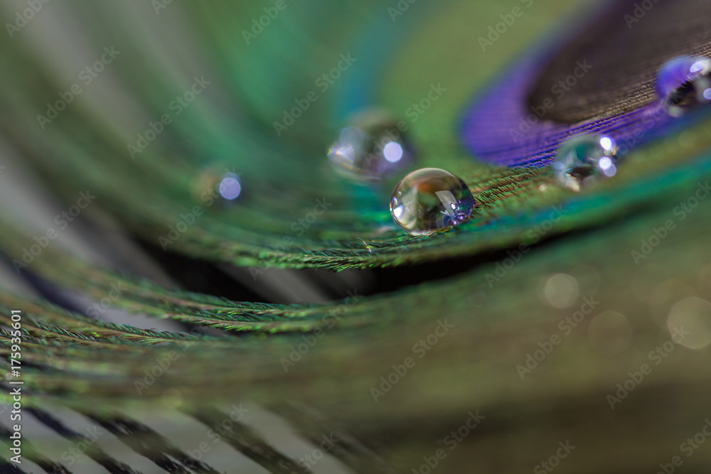 Colorful peacock feather eye close up view Colorful peacock feather eye close up view