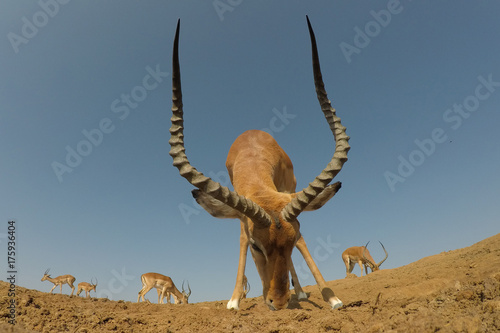 Fototapeta Naklejka Na Ścianę i Meble -  Impala antelope