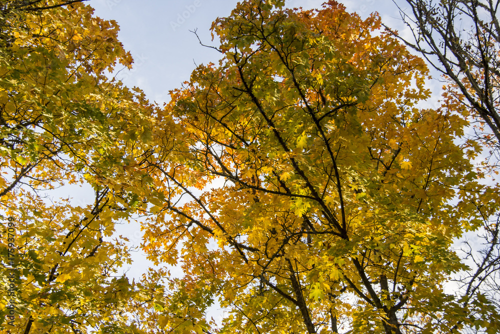 autumn background with colored leaves of the tree autumn background with colored leaves of the tree