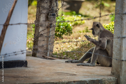 Photos Monkey behind barbed wire