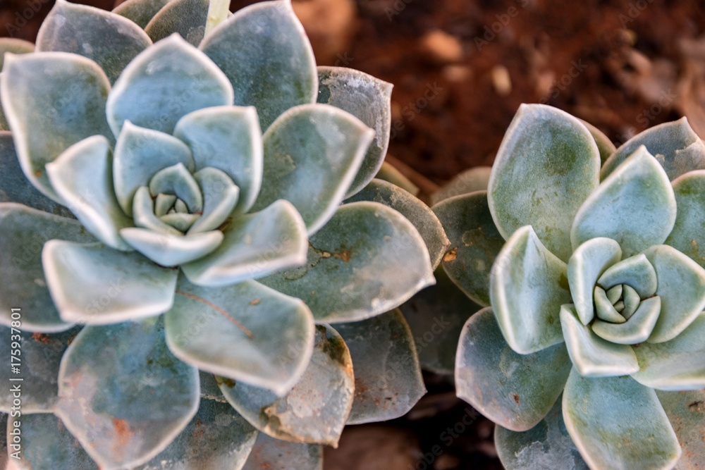 Rosette succulent Rosette succulent