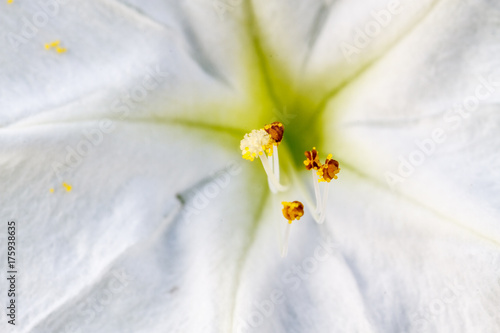 Estambres y cáliz de la flor de Dondiego de noche, Maravilla. Mirabilis jalapa.
 photo