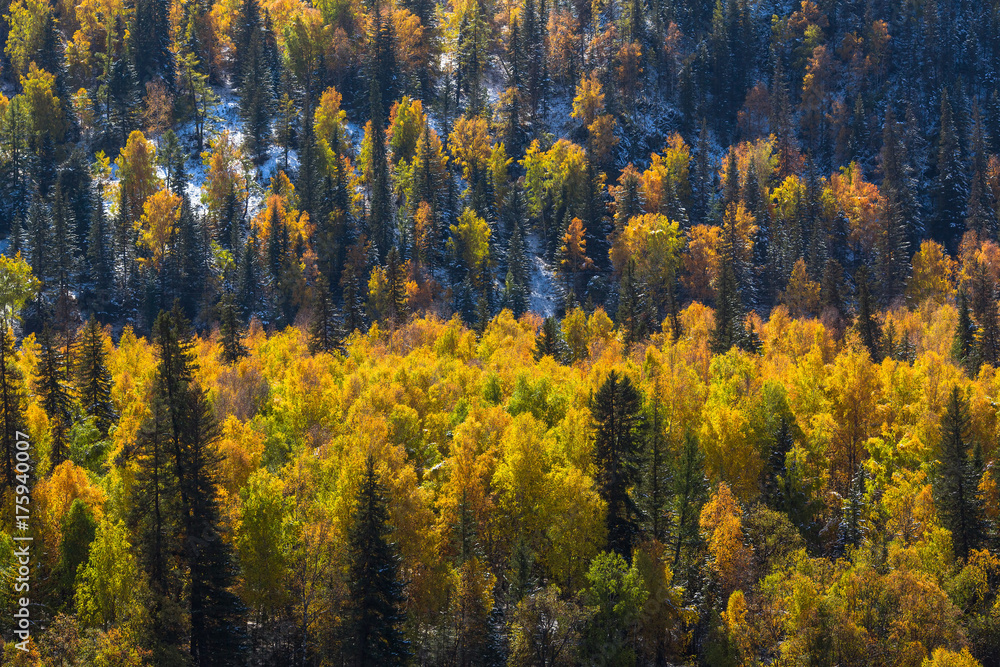 Fototapeta premium Autumn forest in the Altay Mountains, Russia.