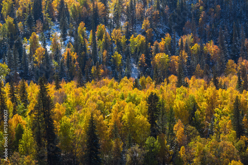 Autumn forest in the Altay Mountains, Russia.