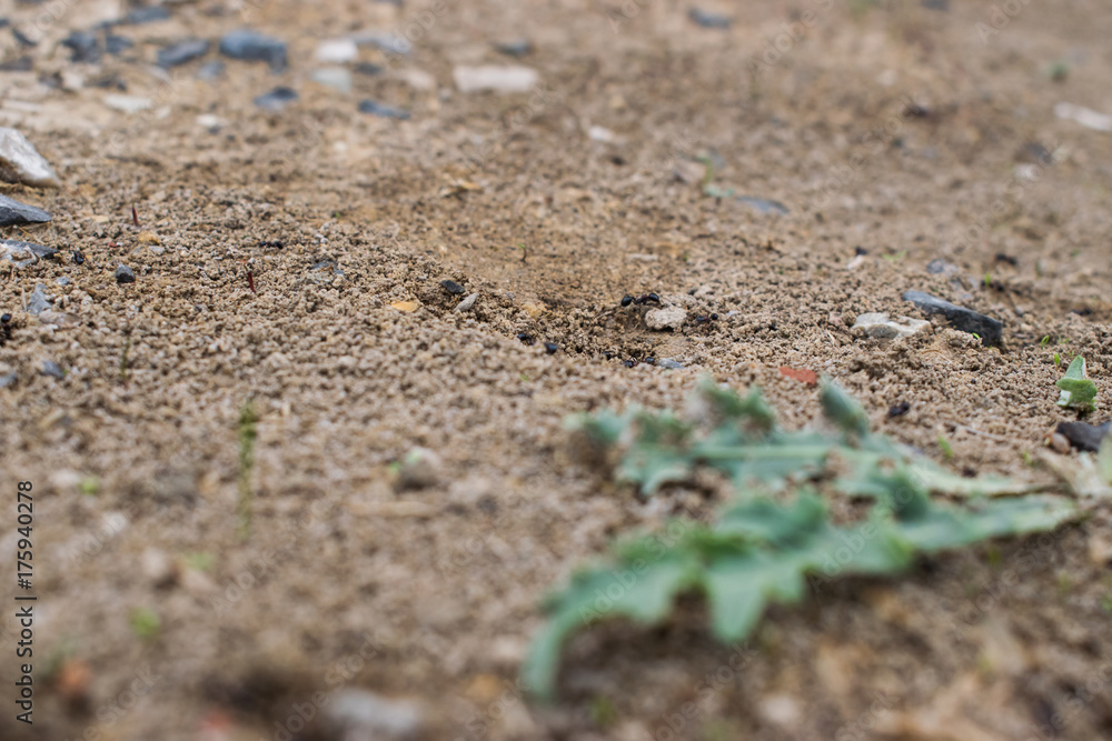 Worker ants in a natural anthill, detail of wildlife in nature Worker ants in a natural anthill, detail of wildlife in nature