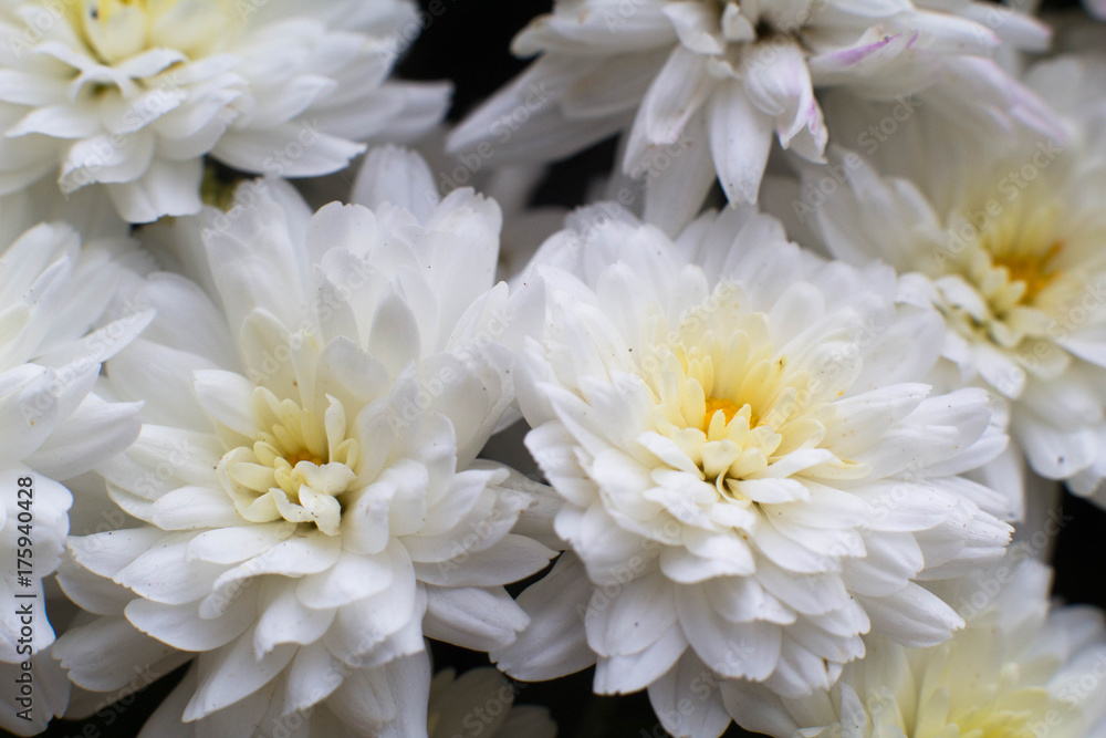 White and Yellow Flower Blossoms