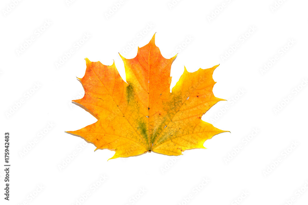 Bright maple leaf. The symbol of autumn. Bright maple leaf. The symbol of autumn.