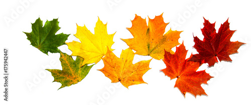 Bright maple leaves. The symbol of autumn.