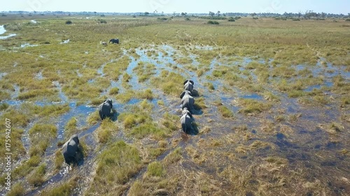 Flying over a small family of elephant leaving trails in wet marsh land