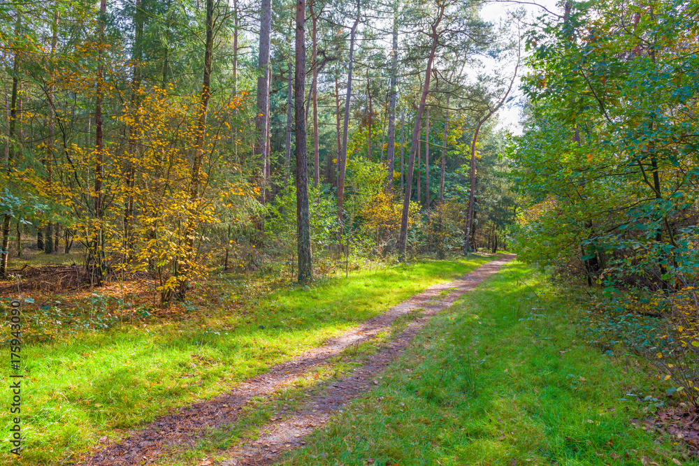 Obraz premium Autumn leaf colors in a forest in sunlight at fall
