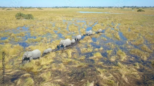 Low close aerial shot of family of elephants in single file wading through Okavango Delta