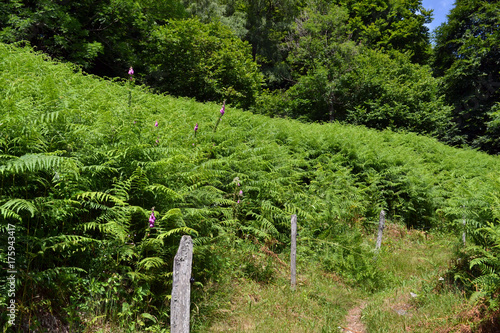 Digitale et fougère au bord du sentier de randonnée de la vallée de Munster, Metzeral, Alsace, France photo