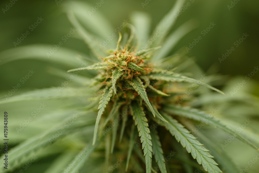 Detail of Marijuana Flower with Long Leaves Detail of Marijuana Flower with Long Leaves